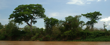 Amazonian landscape, panorama